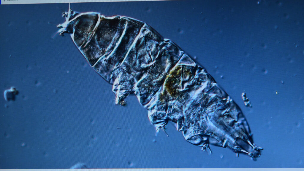 20240320_1_Tardigrado_Repoducao_tela-de-monitor_IB_scarpa_AJS_7581-1024x577 Os segredos genéticos dos organismos mais resistentes do planeta: tardígrados